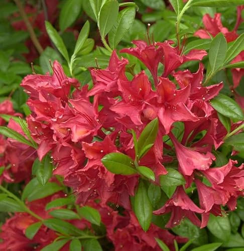 Hochstamm Rhododendron Karminduft 80-100cm - Rhododendron viscosum