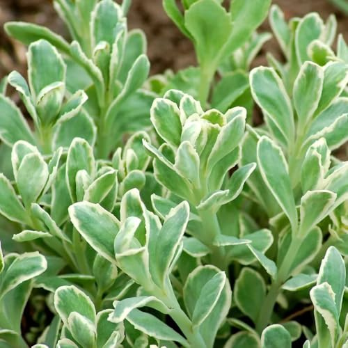 fetthenne, geschenke für gartenliebhaber blumenwiese kräutergarten geschenk bio garten steingartenpflanzen 350samen