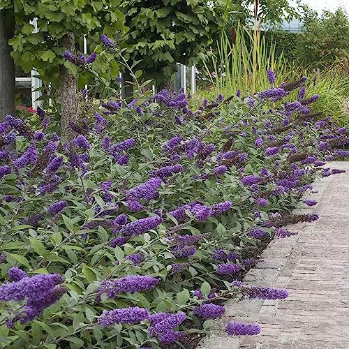 Buddleja davidii - decorazione perenne resistenti, letto elevato giardino autunno semi balcone 200pcs