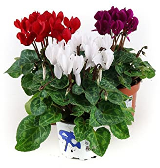 Alpenveilchen, 3 bunte Cyclamen persicum Pflanzen
