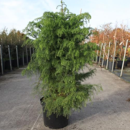 Cryptomeria Japonica 'Elegans Viridis' - Graceful Evergreen Tree for All-Year Appeal 3 Litre Pot x 1 by Thompson & Morgan