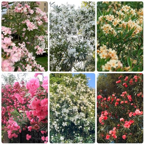Semi di oleandro, vecchie varietà Nerium oleandro, decorazione da giardino per esterni giardino di perenni semi per aiuole rialzate 25pcs