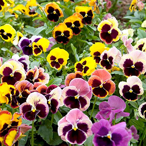 Semi viola del pensiero, svizzeri Pansies giganti, Viola Semi, Heirloom di fiori misti 50pcs