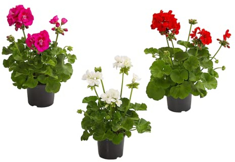 DECOALIVE Geranios Pelargonium Plantas con Flores Naturales 3 Unidades