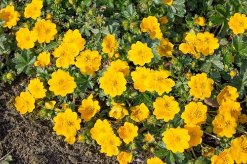 Potentilla aurea 9x9 cm Topf – Winterhart, Mehrjährig, Pflegeleicht – Gold-Fingerkraut – Bodendecker für Steingarten & Beet