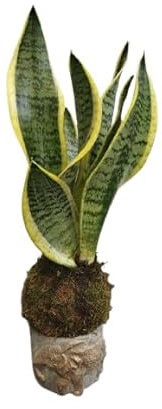 Kokedama de Lengua de Suegra (Sansevieria Laurentii) – Planta Natural de Interior – DECOALIVE