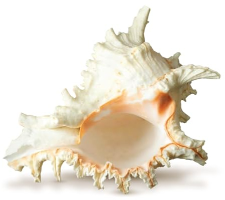 Conch Shell Decor - Seashell Decor - 6-7 Large Murex Ramosus Sea Shell - Shells for Decoration - Large Seashells for Crafts - Magic Conch Shell Room Decor