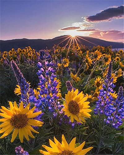 Zdklfm69 Malen nach Zahlen Ölgemälde nach Zahlen Landschaft Erwachsene Sonnenblume Sonnenuntergang auf Leinwand Ölbild Zeichnung Malen nach Zahlen Dekoration Geschenk 40x50cm