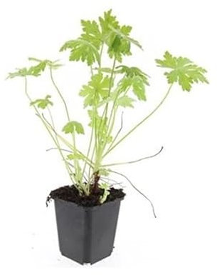 Lot de 60 plantes couvre-sol – Géranium macrorrhizum – Géranium macrorrhizum – Pot de 9 cm