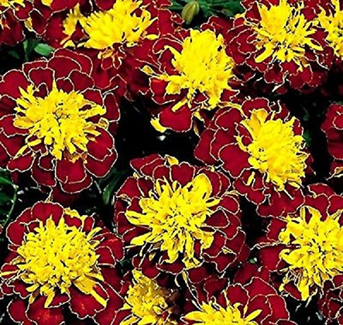 PREMIER SEEDS DIRECT - MARIGOLD DWARF TAGETES - BOY SPRY 7.5 GRAM ~ APPROX 2550 FINEST SEEDS BULK