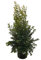 PLANTA NATURAL ARBUSTO EUGENIA NEWPORT PIRAMIDE M25 80CM PERFECTA PARA EXTERIOR