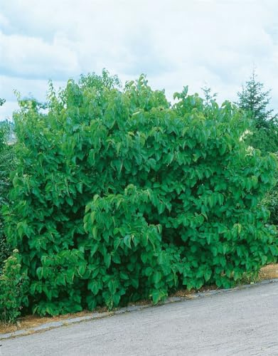 Schwarze Maulbeere Morus nigra Jerusalem 50-60 cm Obstbaum winterhart | Süße Früchte, sonniger Standort, für Garten und Kübel, schnittvertraeglich, robust, ideal für Hobbygärtner