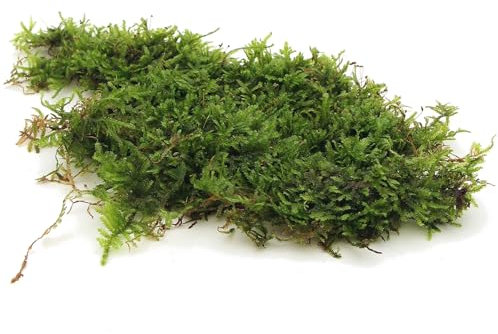 K2AQUA 10 Grams Christmas Moss Vesicularia Montagnei Live Aquatic Plants for Aquarium Fresh Green Low Light Easy to Grow for Fish Tank Tropical Planted Tank