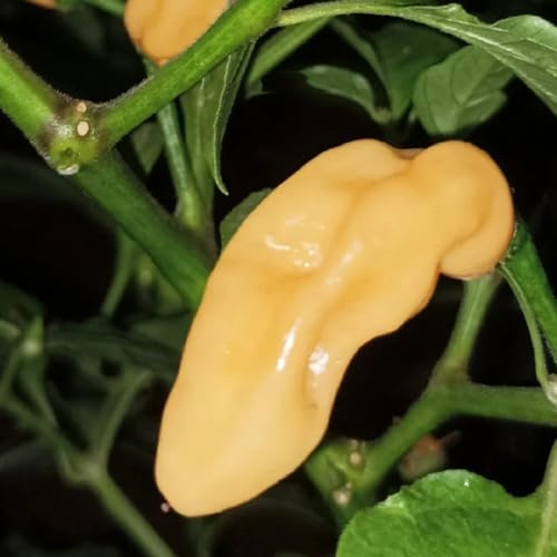Semillas de Chile Habanero - semillas de invierno semillas de jardín 50pcs