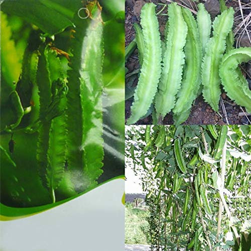 Gemüsesamensorten - 20Pcs DIY Spargel Erbsensamen Geflügelte Bohnen Bauernhof Hof Garten Leckeres Gemüse Kinder Anfänger Gärtner Geschenk