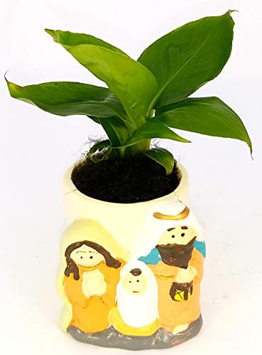 POWERS TO FLOWERS - BANANO, MINI PIANTA DEL BANANO IN VASO CERAMICA PRESEPE, NATALE, pianta vera