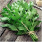 Paket von 100 Samen, Lovage Kräutersamen (Levisticum officinale) : Seeds Only