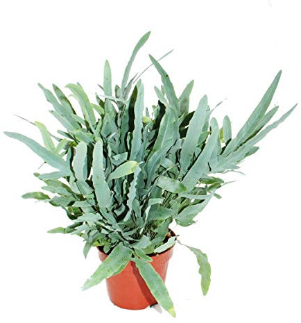 Exotenherz - Goldtüpfel-Farn Blue Star, Phlebodium aureum, 17cm