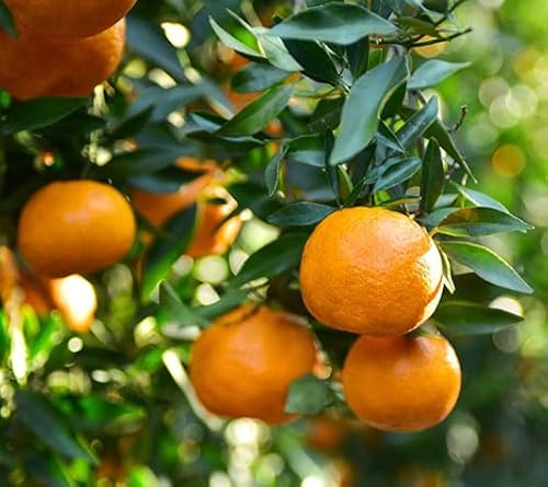 Árbol Frutal Natural - Mandarino Premium