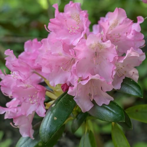 Rhododendron Yakushimanum Kalinka Compact Evergreen Shrub with Bright Cerise Pink Blooms Hardy and Ideal for Borders 1X 5 Litre by Thompson and Morgan