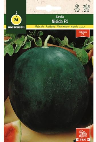 Mascarell Semillas, SANDÍA, Semillas Huerto, SANDÍA NISIDA F1, Crea tu Propio Huerto Urbano y Cultivo en Casa, Plantas Hortícolas, 0,6 Gramos
