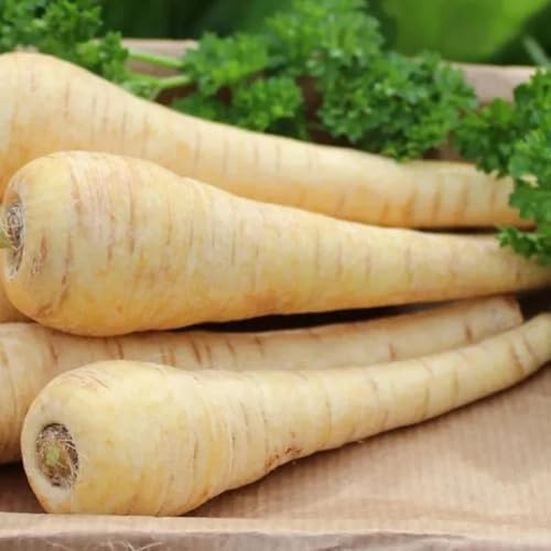 semi di pastinaca biologici - vecchie varietà giardino resistenti 500pcs