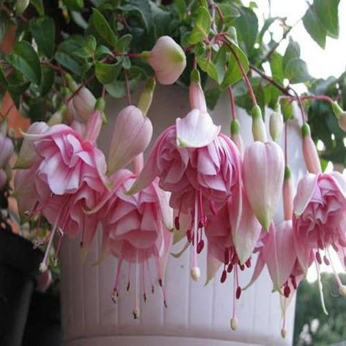 100 graines de fleurs de lanterne fuchsia