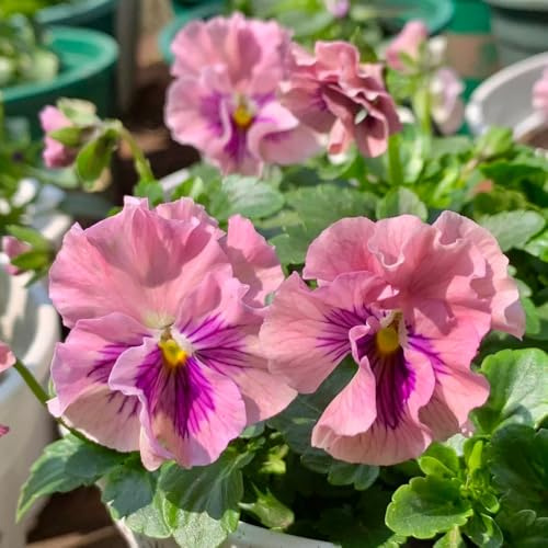 Semi di viola cornuta, Le da giardino sono Viola cornuta - decorazione del soggiorno le da giardino roccioso sono resistenti 500pcs