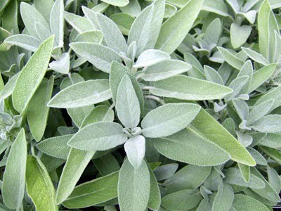 Seedeo® Echter Salbei (Salvia officinalis) 100 Samen BIO