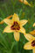 Hemerocallis x cult. 'Bonanza' ca. 11x11 cm Topf - Taglilie, gelb-rote Blüten, Blütezeit Juni-August, ideal für Rabatten, pflegeleicht und robust