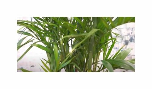 Stk - 5x Bambus Palme Pogonatherum Zimmerbambus Pflanzen - Samen A261 - Seeds & Plants Shop by Ipsa