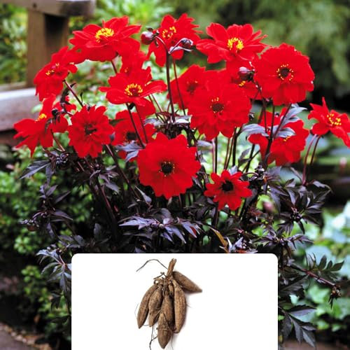 1 Dahlia Bishop of Llandaff – Vibrant Scarlet Blooms – Summer-Flowering Bulb – Classic Cottage Garden Perennial – Perfect for UK Gardens & Climate Conditions