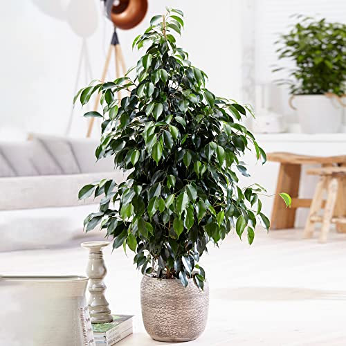 Weeping Fig Large Indoor House Plant Real Ficus Danielle Evergreen Tall Plants (50-60cm incl. Pot)