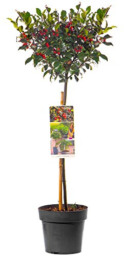 Standard Stechpalme | Robuste Immergrüne Lutscher | Für Terrasse, Garten