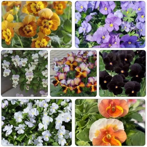 semillas pensamientos de bonsái jardín de interior decoraciones jardín para exteriores interior exóticas primavera arbusto mariposas perennes 950pcs