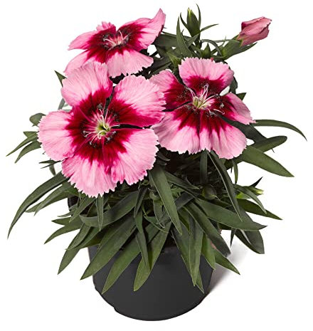 Clavel Chino Planta Resistente y Fácil de Mantener Ideal para Principiantes