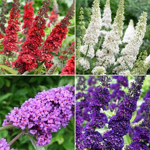 Buddleja davidii Albero delle Farfalle Buddleia 3 piante in vaso 7x7 cm Vivaio di Castelletto