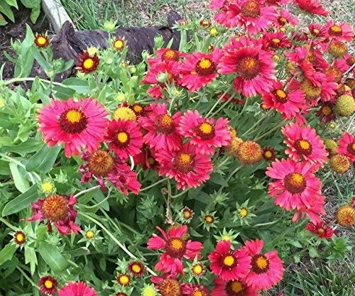 50 Carmine Red Gaillardia Seeds : Seeds Only