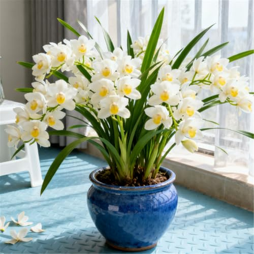 Orchidea Cymbidium profumata - Decorativa in vaso per interni ed esterni - facile da fiorire-5 PCS-C