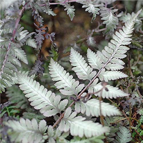 Outdoor Hardy Garden Fern Plant Low Maintenance, Shade Loving Decorative Ferns for Woodland Gardens, Borders & Containers 2 x Fern Ghost by Thompson & Morgan