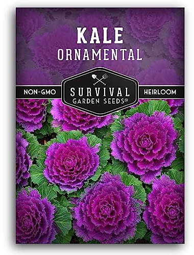 Ornamental Kale Seeds for Planting – Heirloom Flowering Cabbage Variety – Stunning Pink, Purple & White Decorative Plants for Fall & Winter Gardens – Survival Garden Seeds (1 Pack)