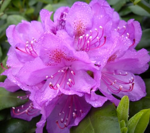 Rhododendron Hybride  Catawbiense Grandiflorum  Alpenrose 60-70 cm hoch