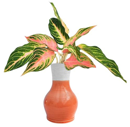 I GIARDINI DI GIULIA - Aglaonema Pink Sunset in Idrocultura con Vaso Artigianale in Argilla Ø10,5 cm | Pianta Vera da Interno con Foglie Rosa e Verdi | Facile da Curare | Stile Naturale (Salmone)