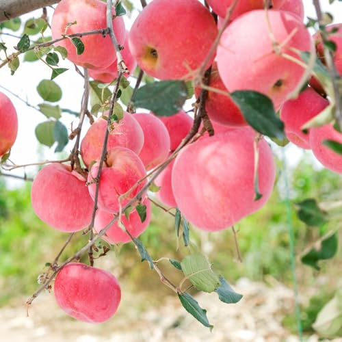 semi di melo, mela da giardino roccioso resistenti, melo all'esterno sapote, resistenti 35pcs