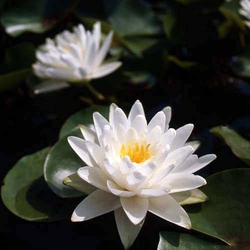 Ninfea ‘Perry’s Double White’ – Pianta Acquatica Rustica a Radice Nuda Fiore Bianco Puro Doppio – Per Laghetti e Vasche da Giardino – Fioritura Estiva – Coltivata in Italia