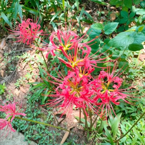3bulbos de lirio araña para lugares soleados, jardín, Comprar de sangre, ramo de acónito de invierno, perenne resistente