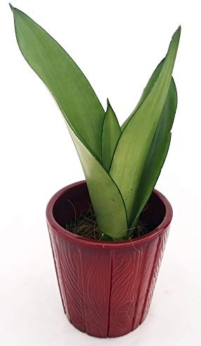 POWERS TO FLOWERS - SANSEVERIA SILVER IN VASO CERAMICA ROSSO, pianta vera