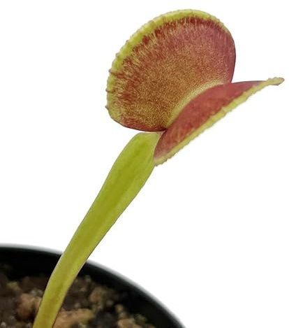 Fangblatt - Dionaea muscipula 'Adentate' - faszinierende Venusfliegenfalle im Ø 9 cm Rundtopf - pflegeleichte fleischfressende Pflanze
