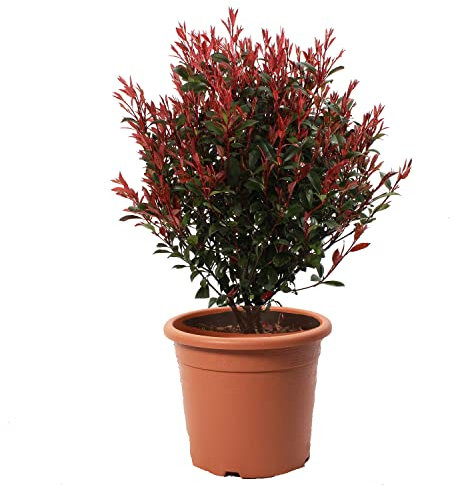 KENTIS - Photinia Fraseri Robusta Compacta - Plante de Photinia - Vraies Plantes d'Extérieur Résistantes - Plante de Haie - H 70-80 cm Boule Pot Ø 30 cm