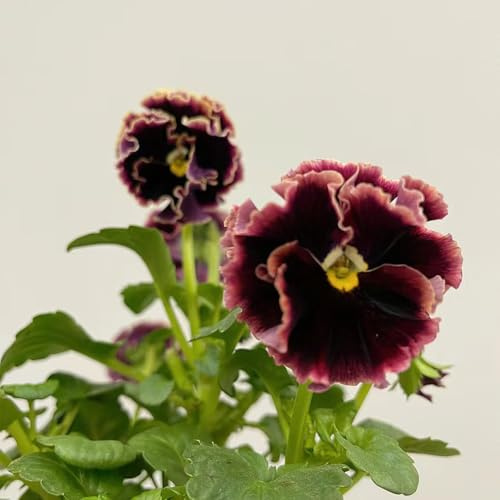 stiefmütterchen - indoor kräutergarten bodendecker winterhart mehrjährig frühlingsblumen mehrjährige stauden winterhart gartenkräuter gartenpflanzen dekopflanzen büropflanzen 100samen